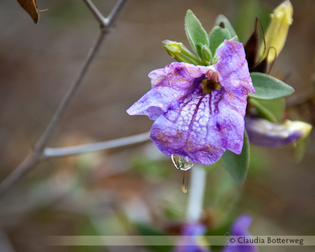 Ruellia flower with raindrop