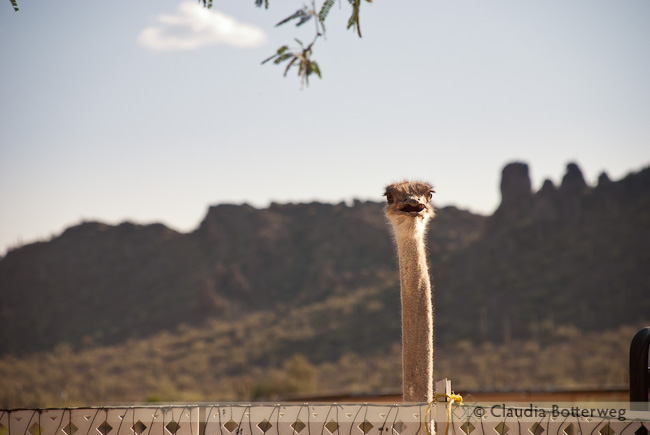 Ostrich at Picacho Peak