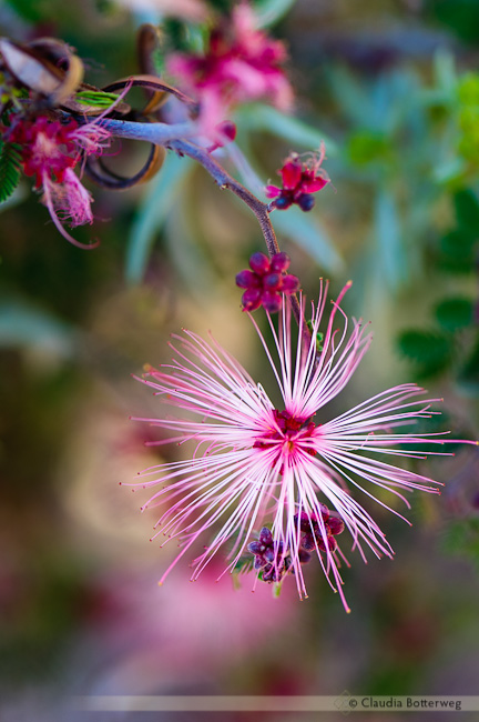 Single Pink Fairy Duster